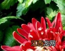 藏红菊花的功效与作用及药用价值是什么 藏红菊花的功效与作用及药用价值