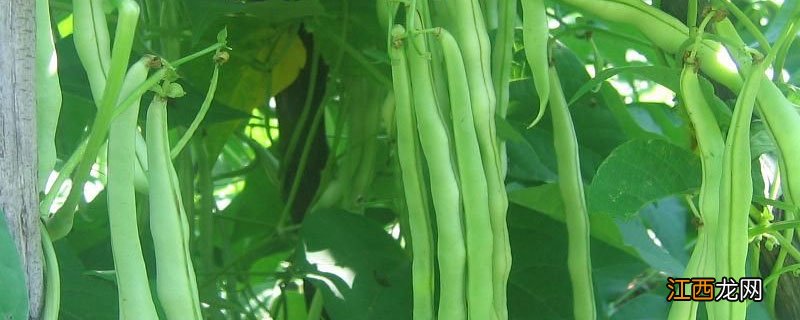 豆角哪个季节熟的 豆角的季节是什么时候