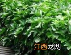 八角金盘的功效与作用 八角金盘的功效与作用禁忌