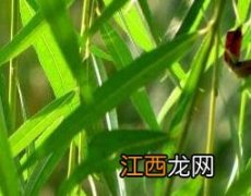 垂杨柳树叶的药用功能 垂柳树叶的功效与作用及药用价值