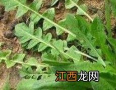 野荠菜根的功效与作用 野荠菜根的功效与作用及禁忌