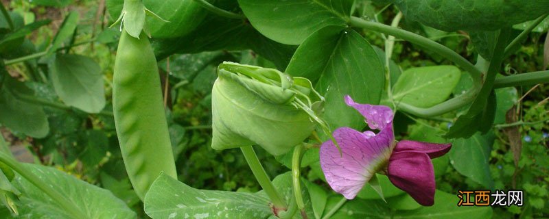 荷兰豆算豆类还算蔬菜 荷兰豆属于大豆类吗