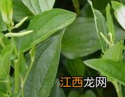 三白草根的功效与作用及药用价值 三白草根的功效与作用及药用价值是什么