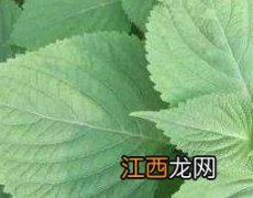 白紫苏叶的功效与作用 白苏叶的功效与作用