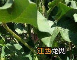 水棉花的功效与作用图片 水棉花的功效与作用