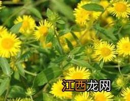 生旋覆花和蜜旋覆花 旋覆花与蜜旋覆花的区别