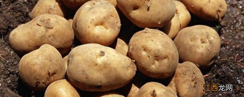 马铃薯全粉怎么做 马铃薯全粉的做法