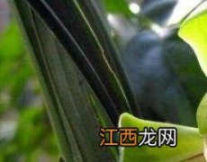 千金花的功效与作用 百金花功效和作用