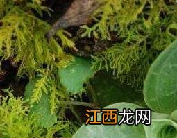 斑叶兰的功效与作用及禁忌 斑叶兰的功效与作用