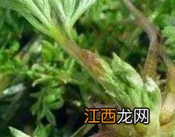 金钟茵陈的功效与作用及药用价值 金钟茵陈的功效与作用点