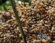 棕榈子怎么吃 棕榈子如何食用