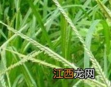 牛筋草的功效与作用 牛筋草的功效与作用禁忌