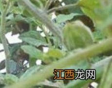 起泡草的功效与作用 泡泡草的功效与作用