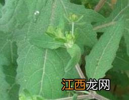 腺梗豨莶的功效与作用及药用价值 蓪梗花功能主治