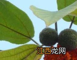 构树果子的功效与作用及药用价值 构树果实的副作用