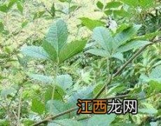 中药牡荆的功效与作用 牡荆草的功效与作用及药用价值