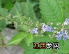 牡荆叶子的功效与作用 牡荆叶的功效与作用