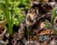 齿缘草的功效与作用 齿叶草的功效与作用