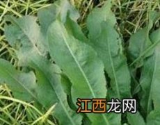 红丝酸模功效用法 红丝酸模的功效与作用