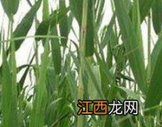 芦苇叶的药用价值是什么 芦苇叶的药用价值