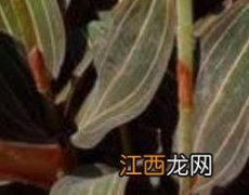 野生岩莲的功效与作用及药用价值