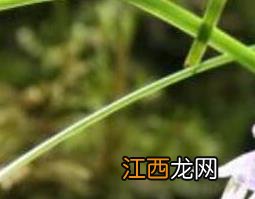 麦冬草与书带草的区别是什么 麦冬草与书带草的区别