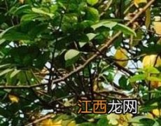 杨桃树叶的功效与作用 山杨桃草的功效与作用及药用价值