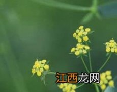 山柴胡的功效和作用