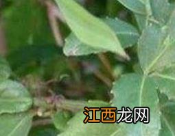 三叶青如何种植视频 三叶青如何种植