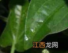 萆薢的作用与功效与作用 荜茇的功效与作用及药用价值