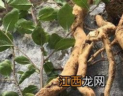 百木根的功效与作用图片 百木根的功效与作用