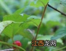 野生托盘的功效与作用