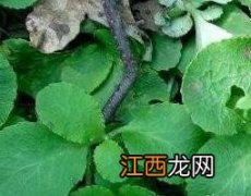 鹿蹄草怎么吃补肾气 鹿蹄草怎么吃