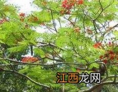 合欢花泡水喝的害处图片 合欢花泡水喝的害处