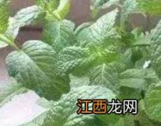 哈嗼草的功效与作用 哈嗼草泡水有什么功能