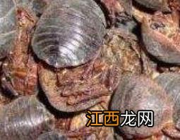 土鳖虫酒的功效与作用是什么 土鳖虫酒的功效与作用