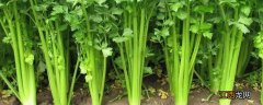 芹菜移栽后多少天可以收获 芹菜从定植到收获多长时间