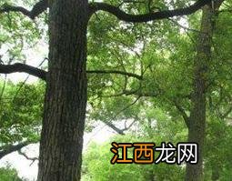 樟树根的功效与作用 樟树根的功效与作用及图片