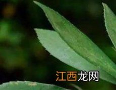 樟树皮煮水有什么功效洗澡 樟树皮煮水有什么功效