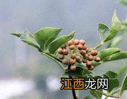 花椒枝的功效与作用禁忌 花椒枝的功效与作用