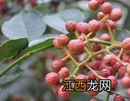 花椒枝泡脚的功效与作用 花椒枝子泡脚有功效吗