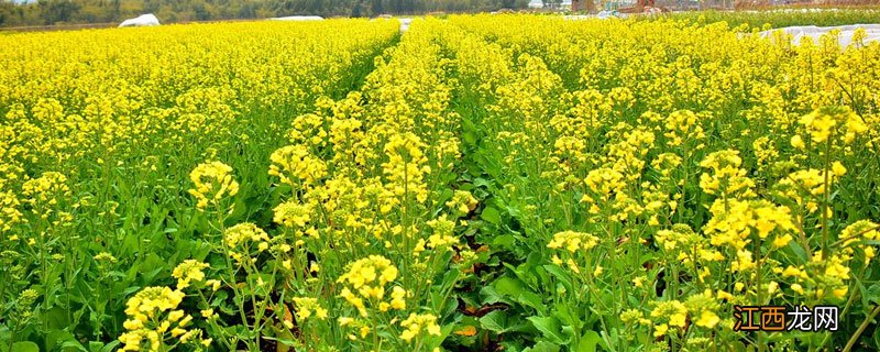 油麦菜如何控旺 油菜控旺什么时候打