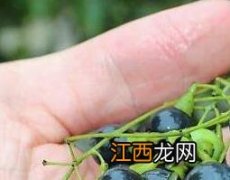 木姜子和樟树子的区别图片 木姜子和樟树子的区别