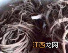 野胡椒根的功效与作用