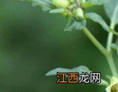 地灯笼草的功效与作用和图片 地灯笼草的功效与作用