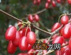 山茱萸和吴茱萸的区别是什么 山茱萸和吴茱萸的区别