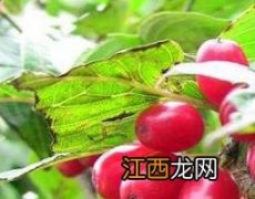 山茱萸的功效与作用 山茱萸的功效与作用禁忌