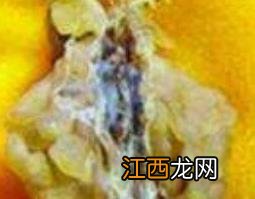 蛤士蟆的功效与作用