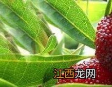 杨梅树皮的功效与作用及药用价值 杨梅树皮的功效与作用及药用价值及禁忌