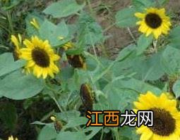 太阳花叶子的功效与作用及图片 太阳花叶子的功效与作用